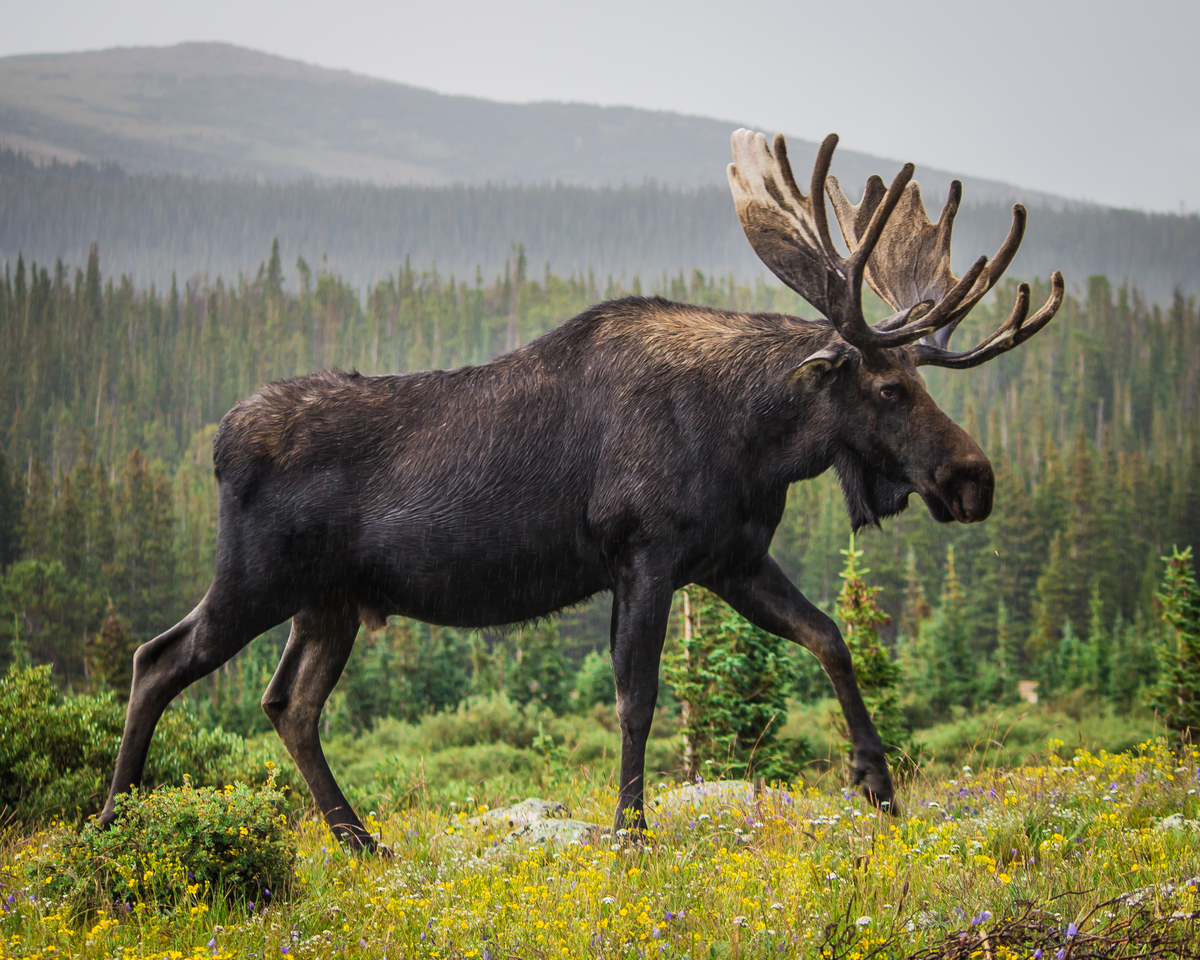 Elch in Schweden - Wildtiere in Europa