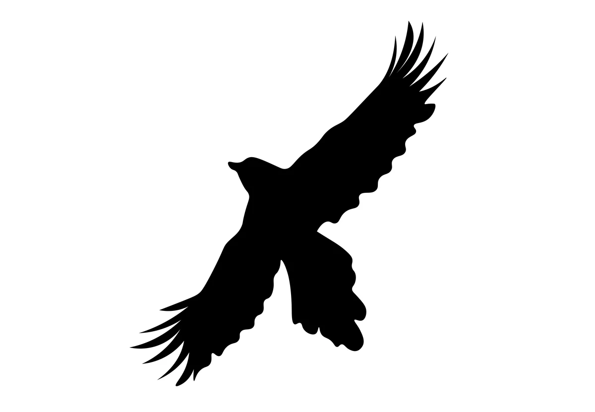 Elster Flugbild - Vögel in Europa