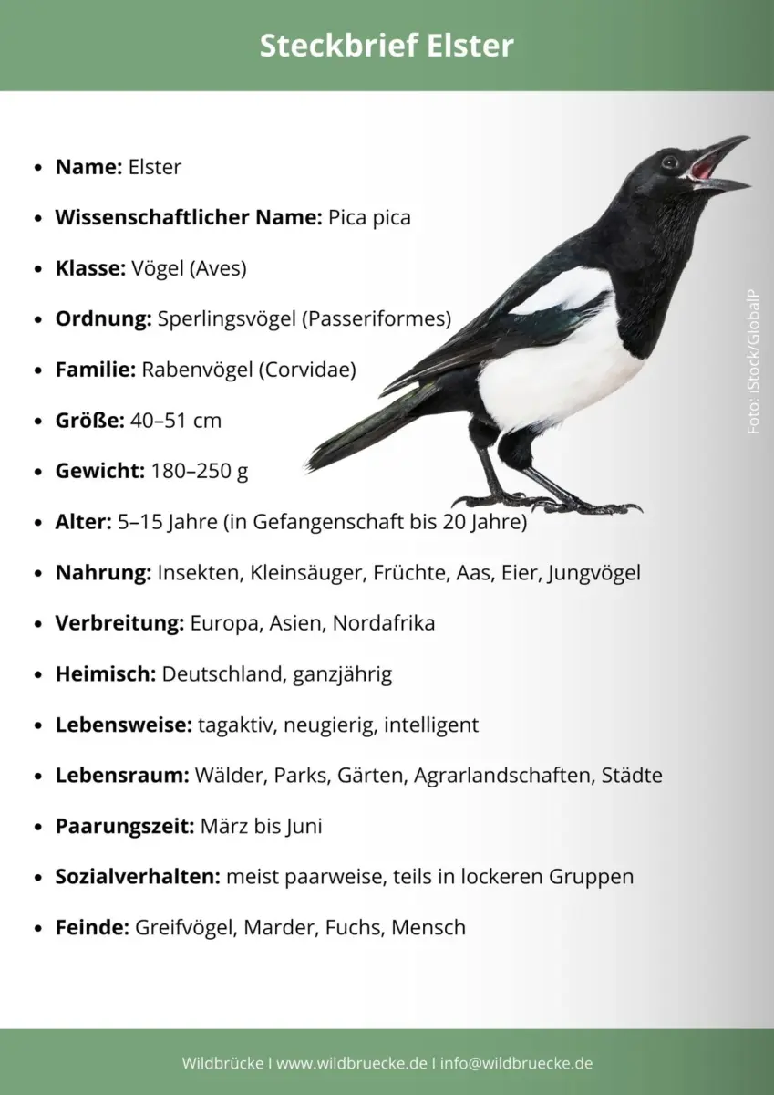 Elster Steckbrief