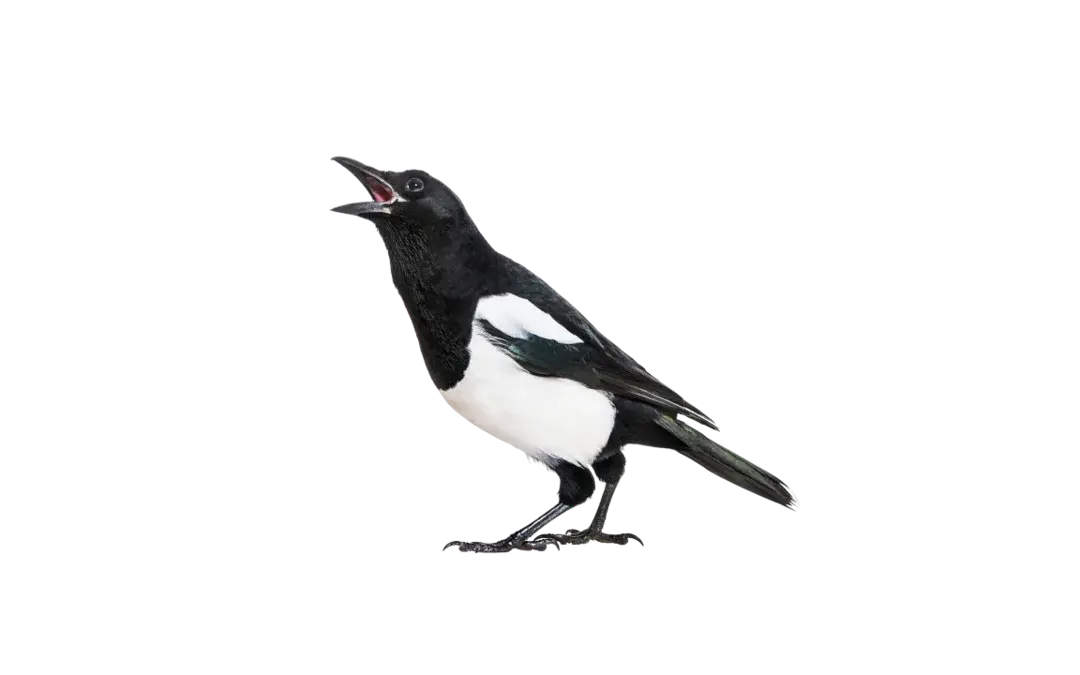 Elster