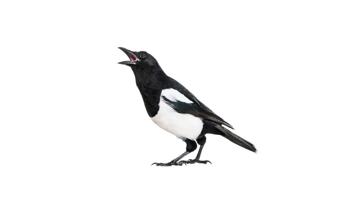 Elster - Vögel in Europa