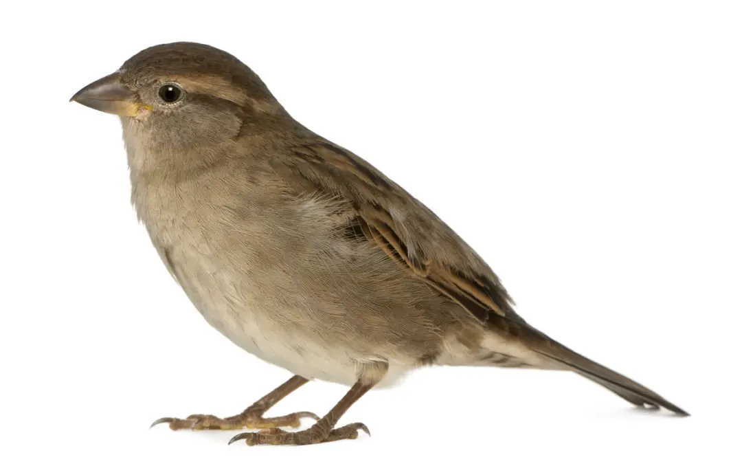 Haussperling Weibchen