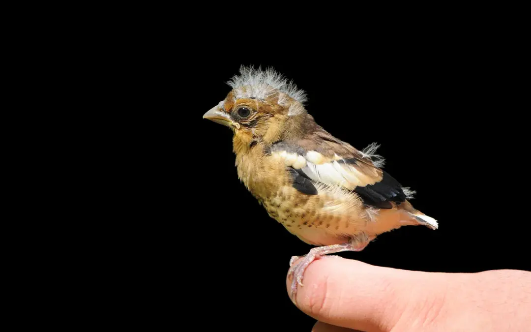 Kernbeißer Jungvogel