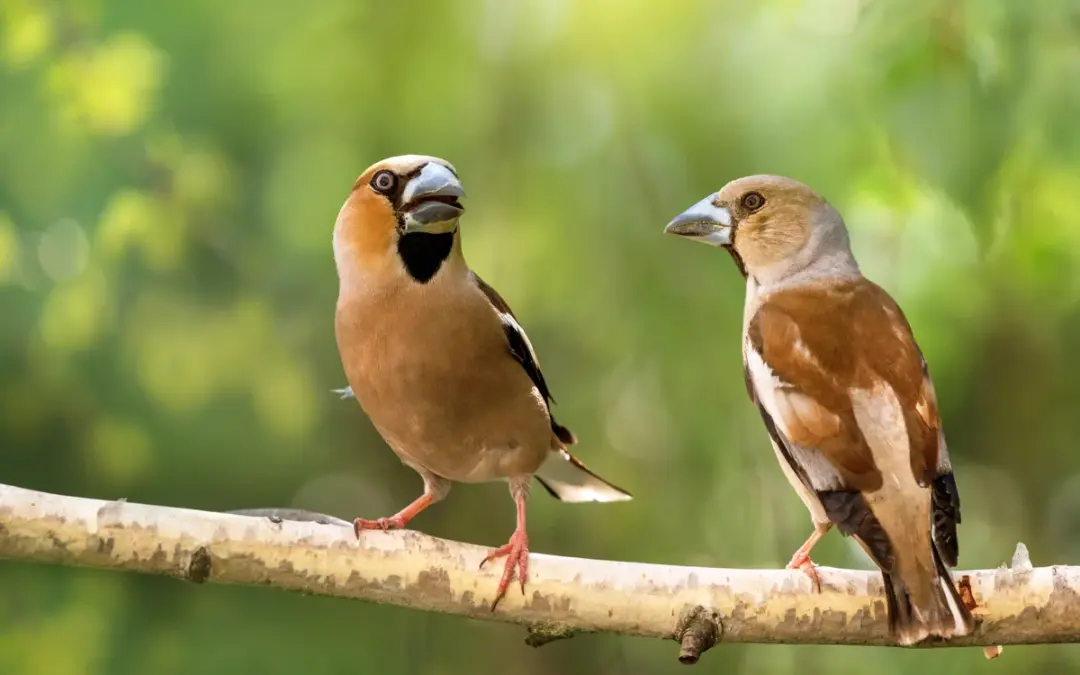 Kernbeißer Weibchen