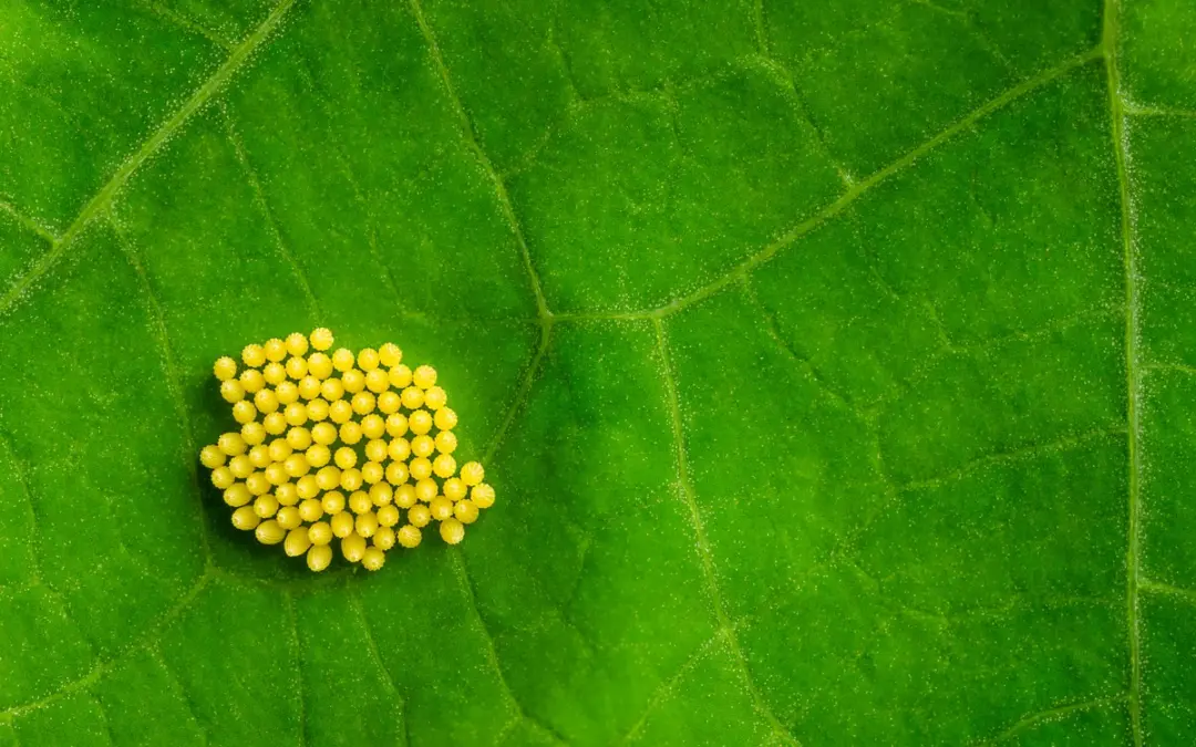Kleiner Kohlweißling Eier