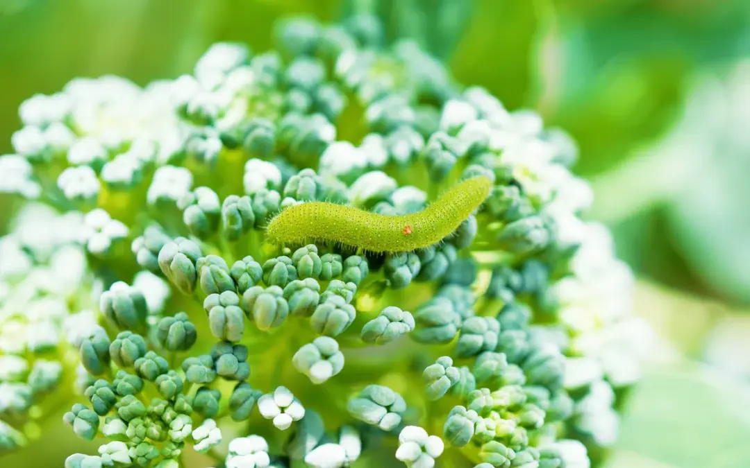 Kleiner Kohlweißling Raupe