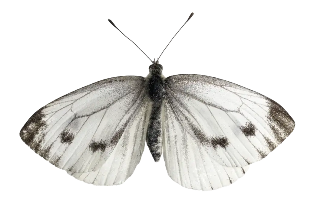 Kleiner Kohlweißling