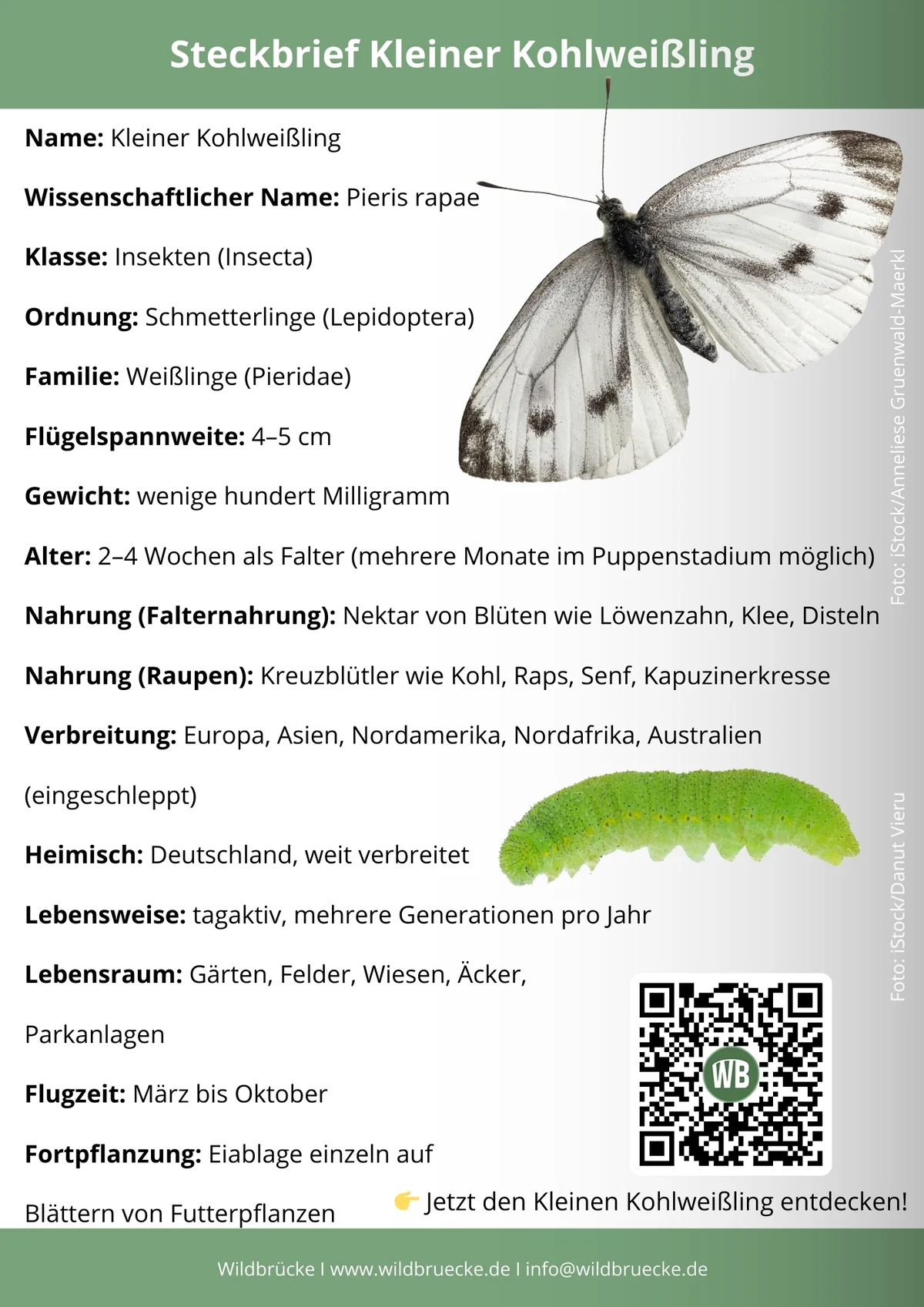 Kleiner Kohlweißling Steckbrief - Schmetterlinge in Europa