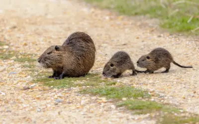 Nutria in Deutschland