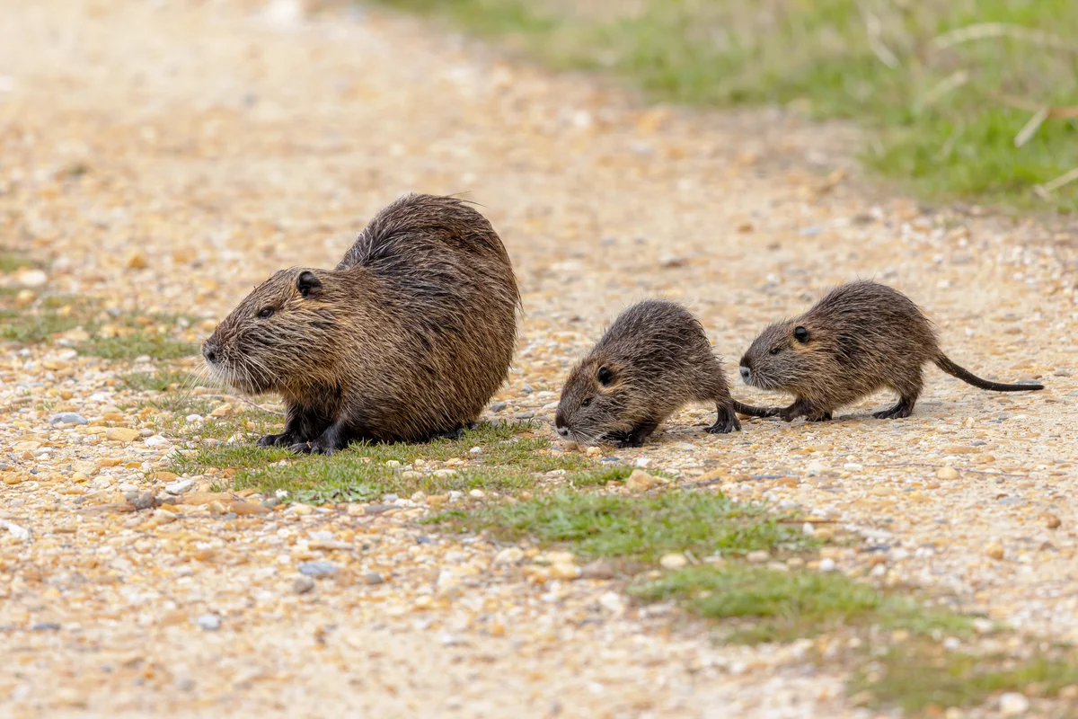 Nutria Deutschland - Wildtiere in Europa Nutria Deutschland - Wildtiere in Europa
