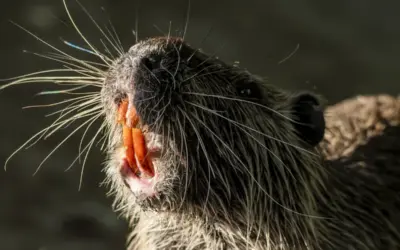 Nutria Zahn