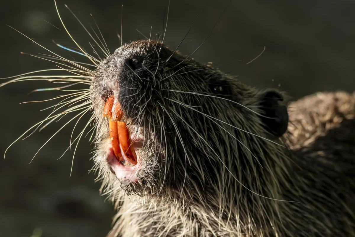 Nutria Zahn - Wildtiere in Europa