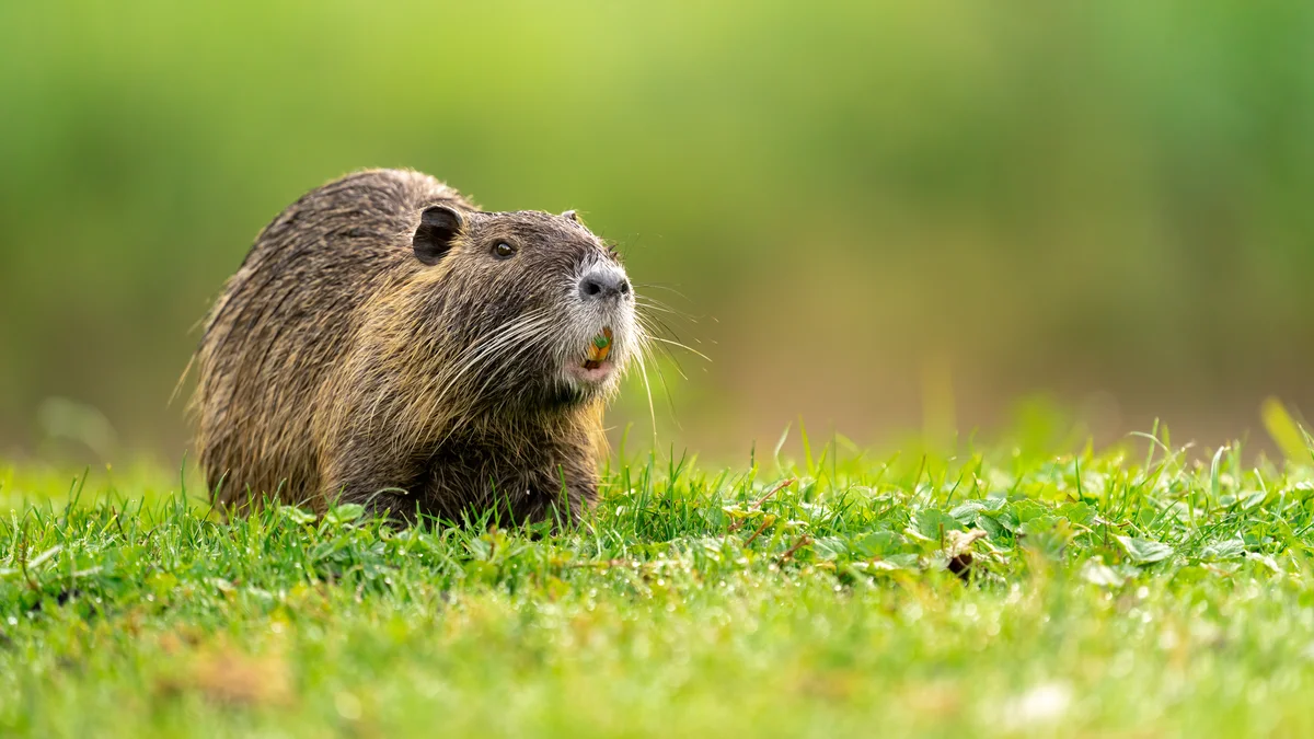 Nutria gefährlich - Wildtiere in Europa Nutria gefährlich - Wildtiere in Europa
