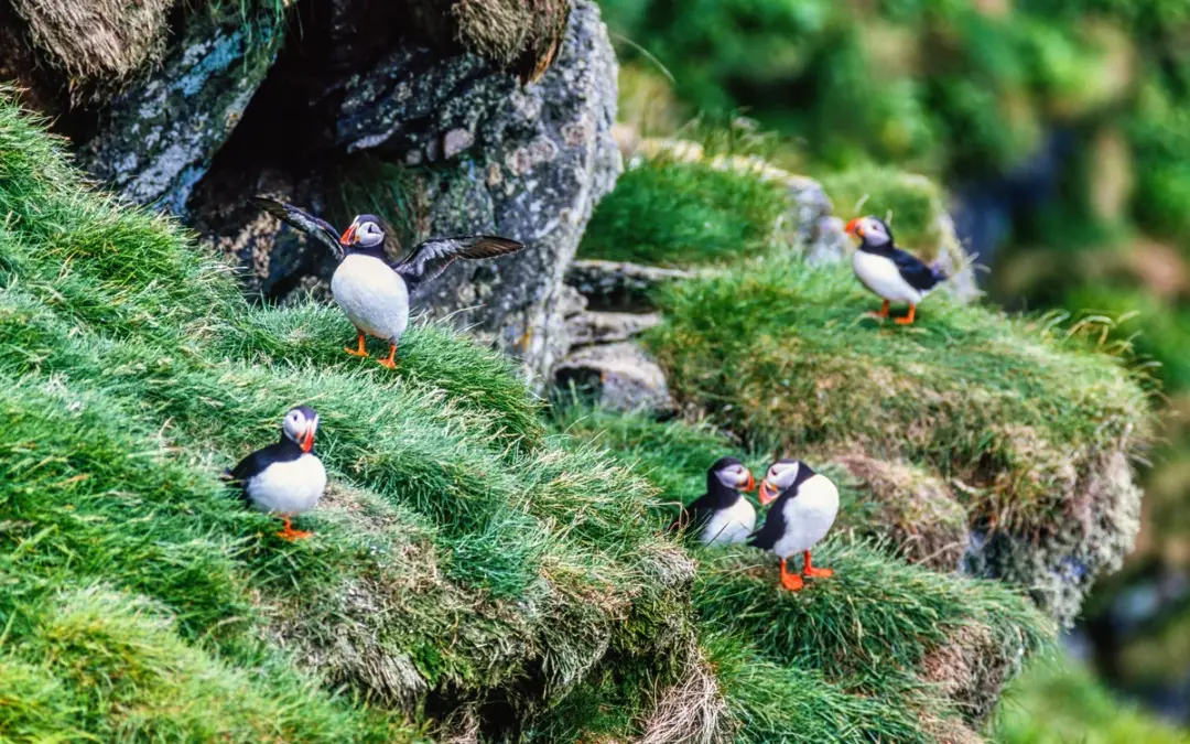 Papageientaucher in Norwegen
