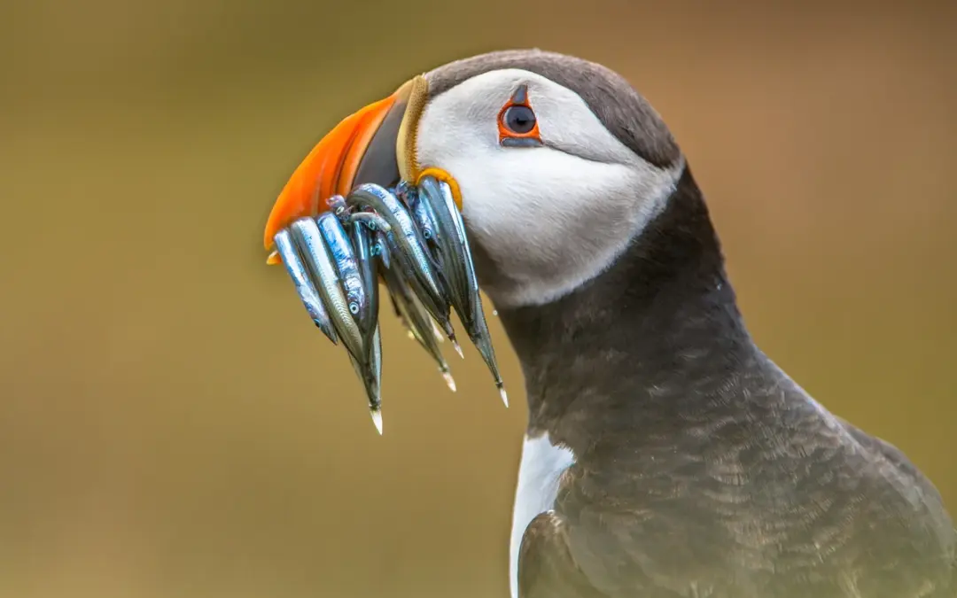Puffin auf Deutsch