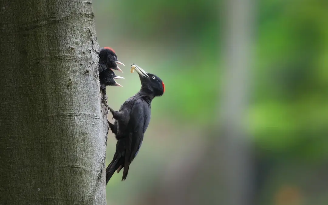 Schwarzspecht Größe