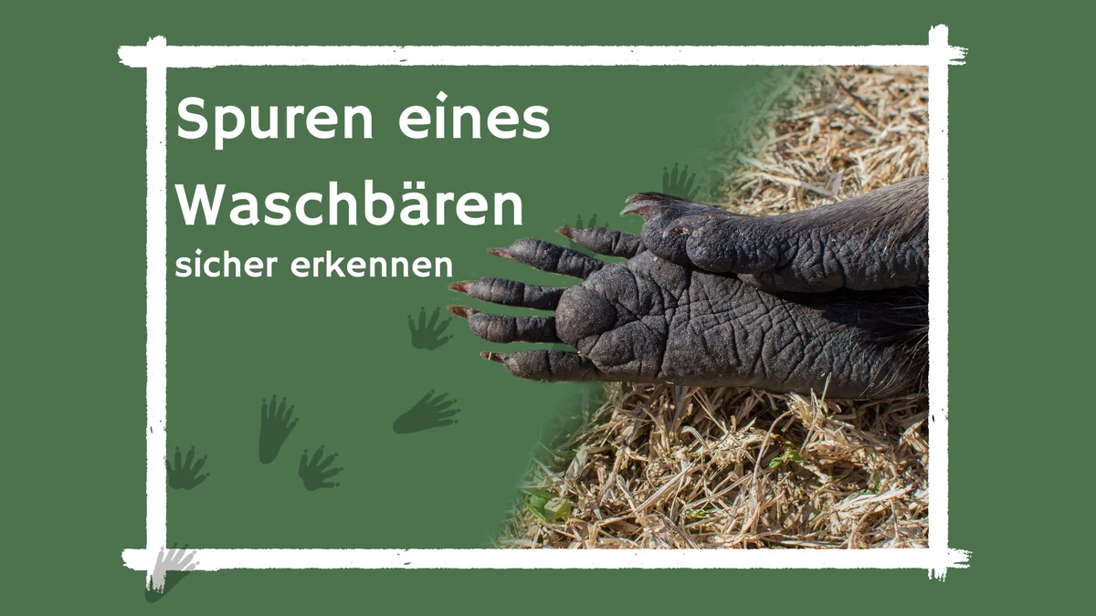 Spuren eines Waschbären - Wildtiere in Europa