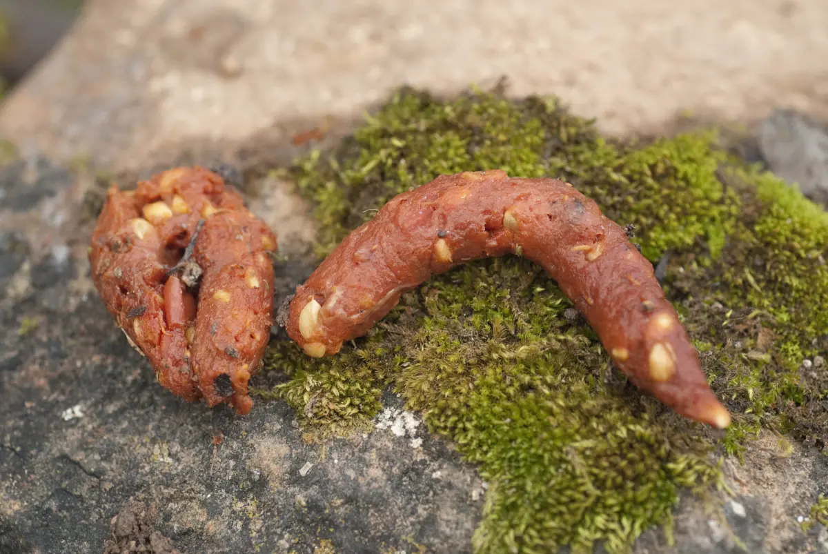 Steinmarder Kothaufen - Wildtiere in Europa