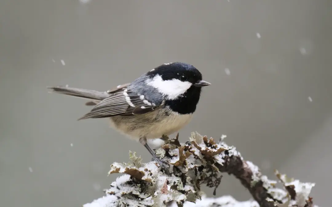 Tannenmeise Meisenarten