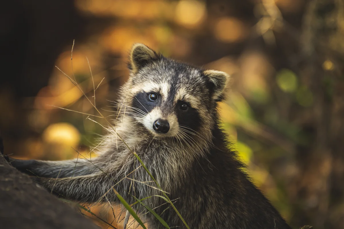 Was fressen Waschbären – Wildtiere in Europa