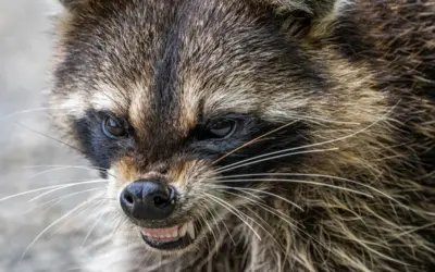 Waschbär aggressiv