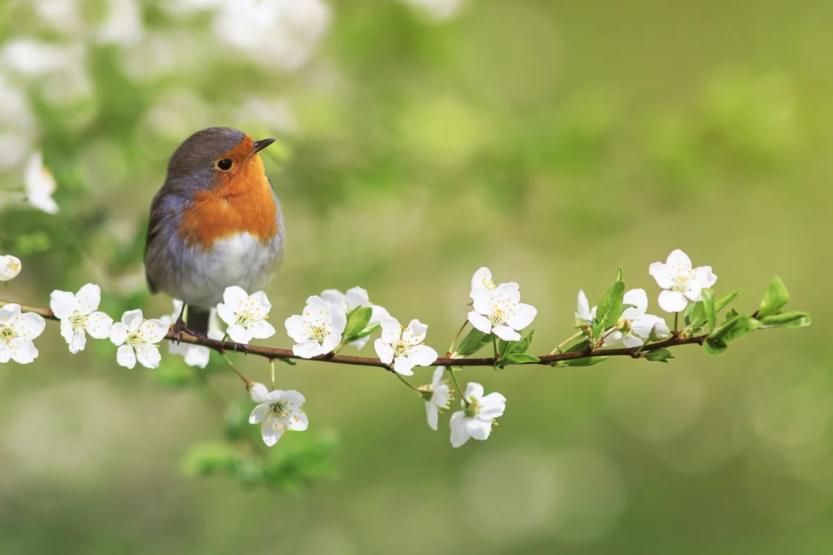 Wie alt werden Rotkehlchen – Vögel in Europa