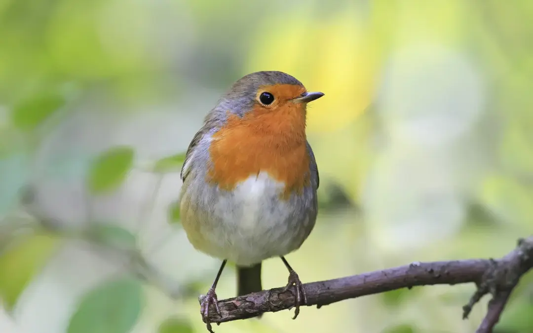 Wie alt werden Rotkehlchen