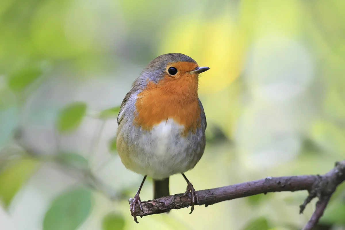 Wie alt werden eigentlich Rotkehlchen – Vögel in Europa