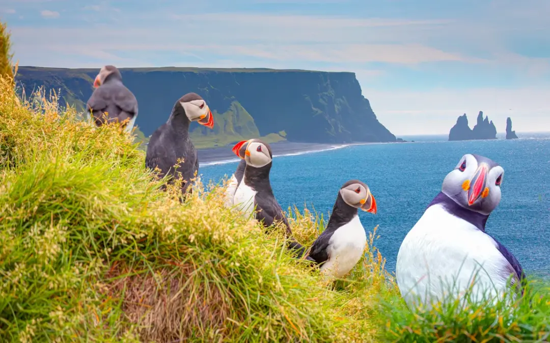 Warum Puffins die Klippen heruntergeworfen werden