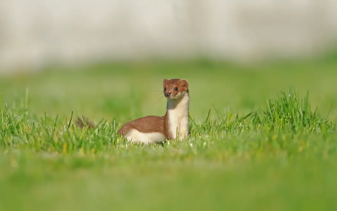Wiesel im Garten gut oder schlecht