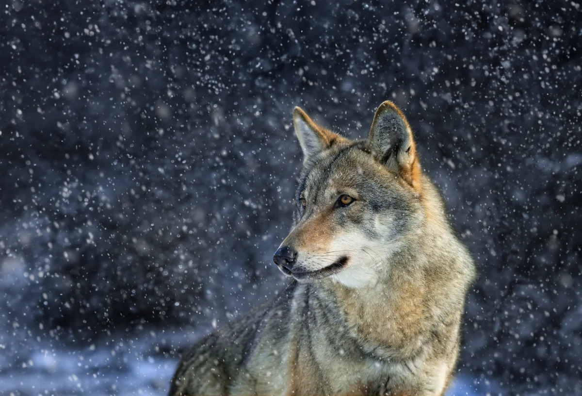 Wolf Latein – Wildtiere in Europa