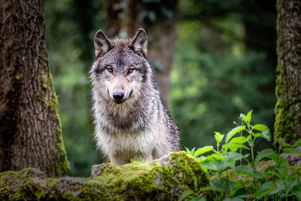 Wolf auf Latein – Wildtiere in Europa