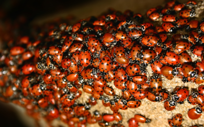 🐞 Marienkäfer asiatisch