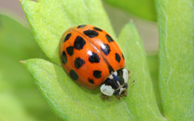 🐞 Asiatischer Marienkäfer
