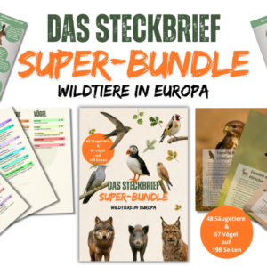 Beitragsbild Steckbrief Super-Bundle DE - Wildtiere in Deutschland und Europa