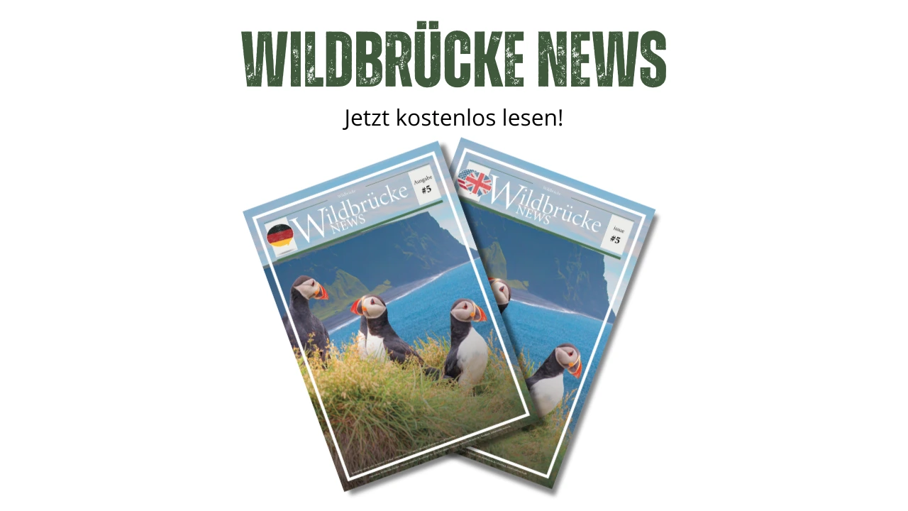 Beitragsbild Wildbrücke News 5