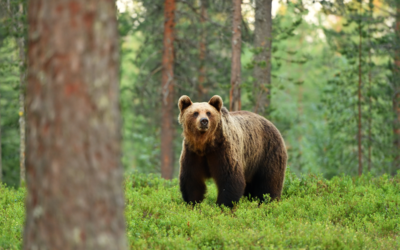 🐻 Braunbär im Oberallgäu