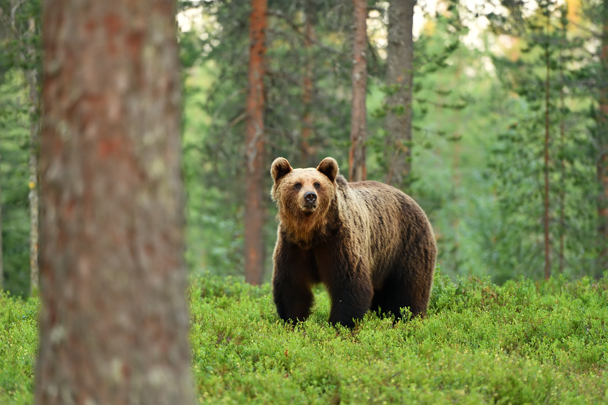 Braunbär im Wald - Wildtiere in Europa