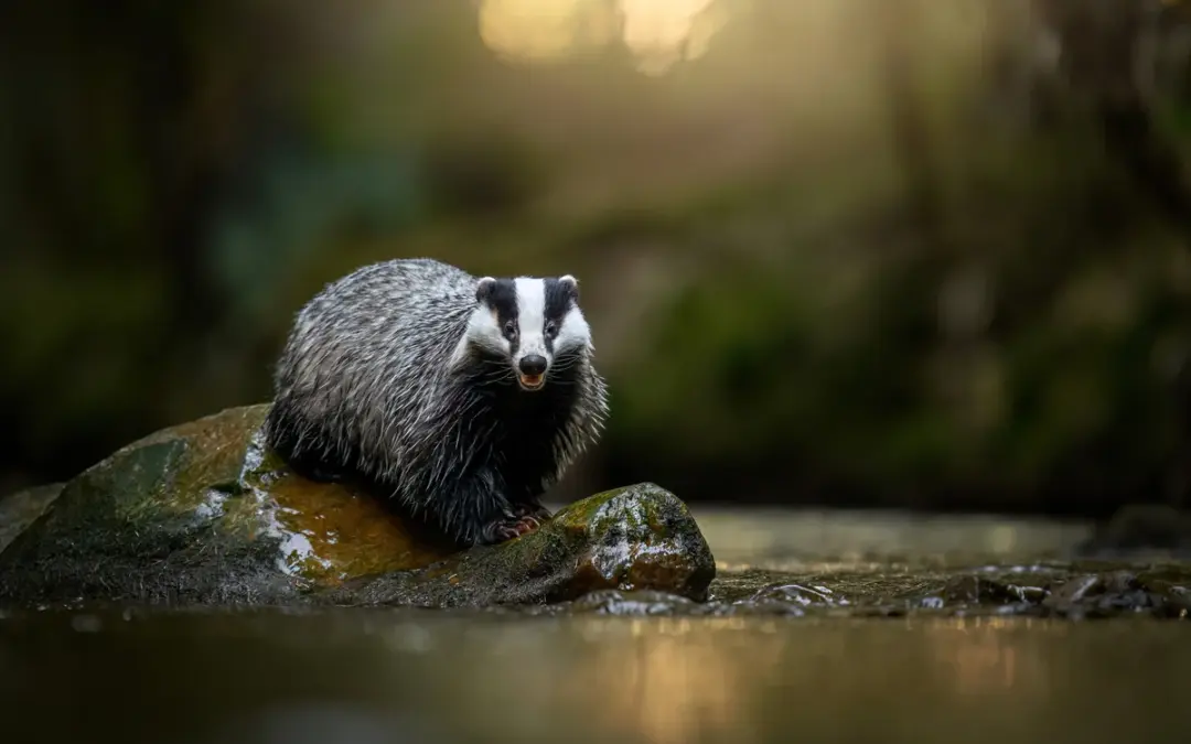 Dachs Gewicht verstehen