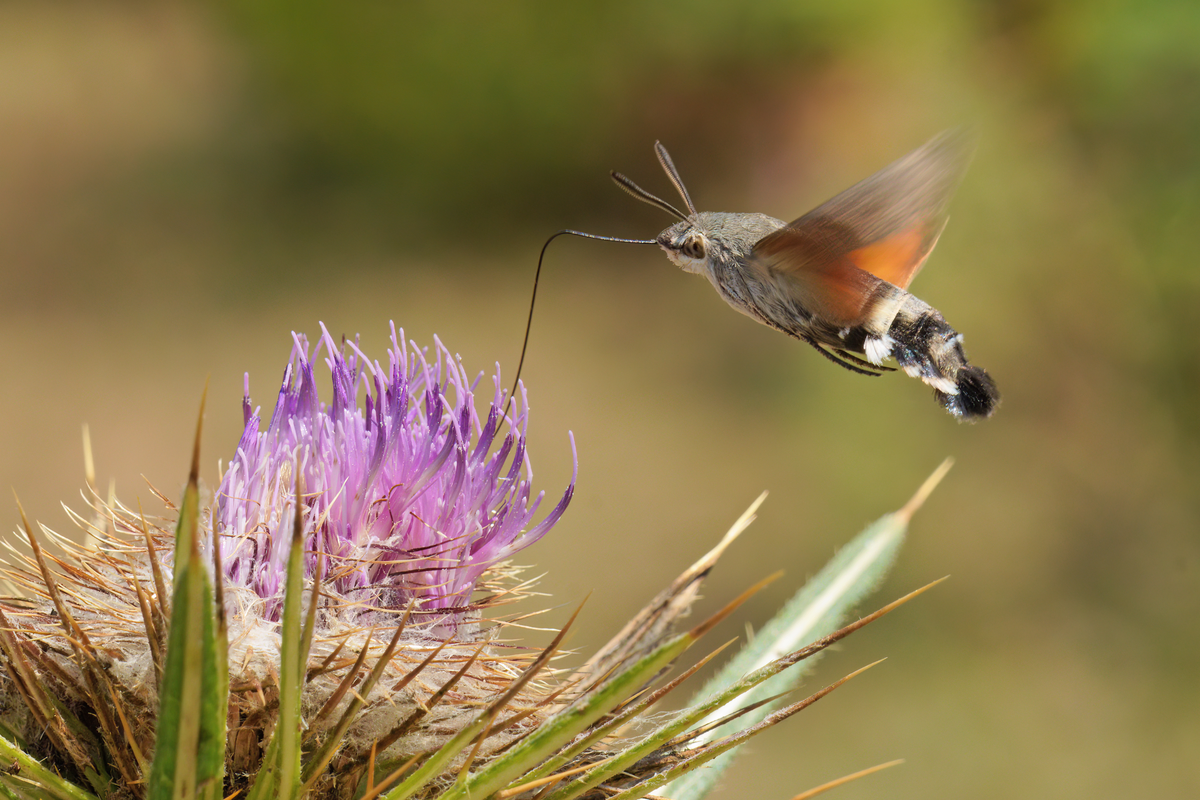 Der Taubenschwänzchen Stich - Insekten in Europa