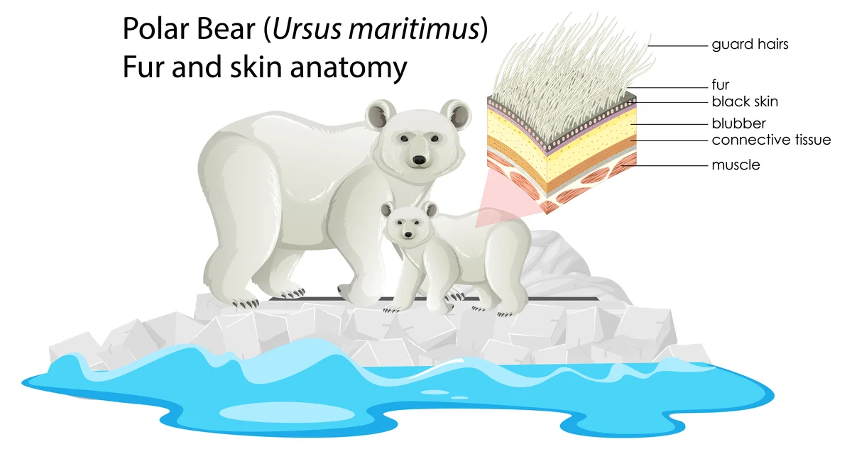 Die Eisbär Haut - Wildtiere in Europa
