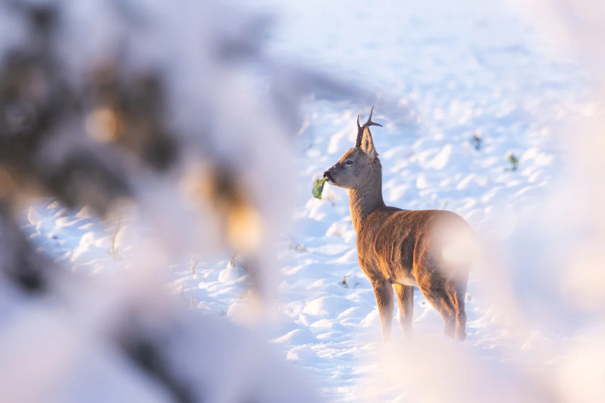 Die Reh Nahrung - Wildtiere in Europa