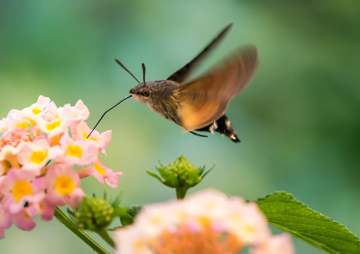 Die Taubenschwänzchen Größe - Insekten in Europa