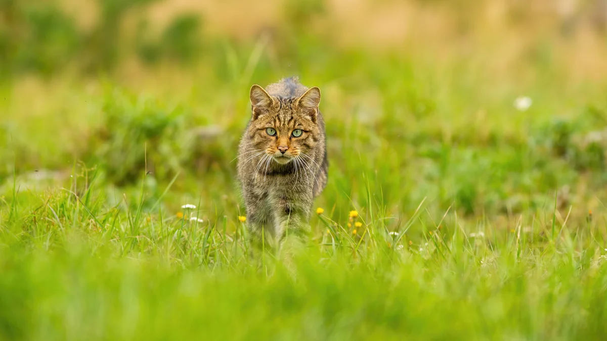 Die Wildkatze im Steckbrief - Wildtiere in Europa