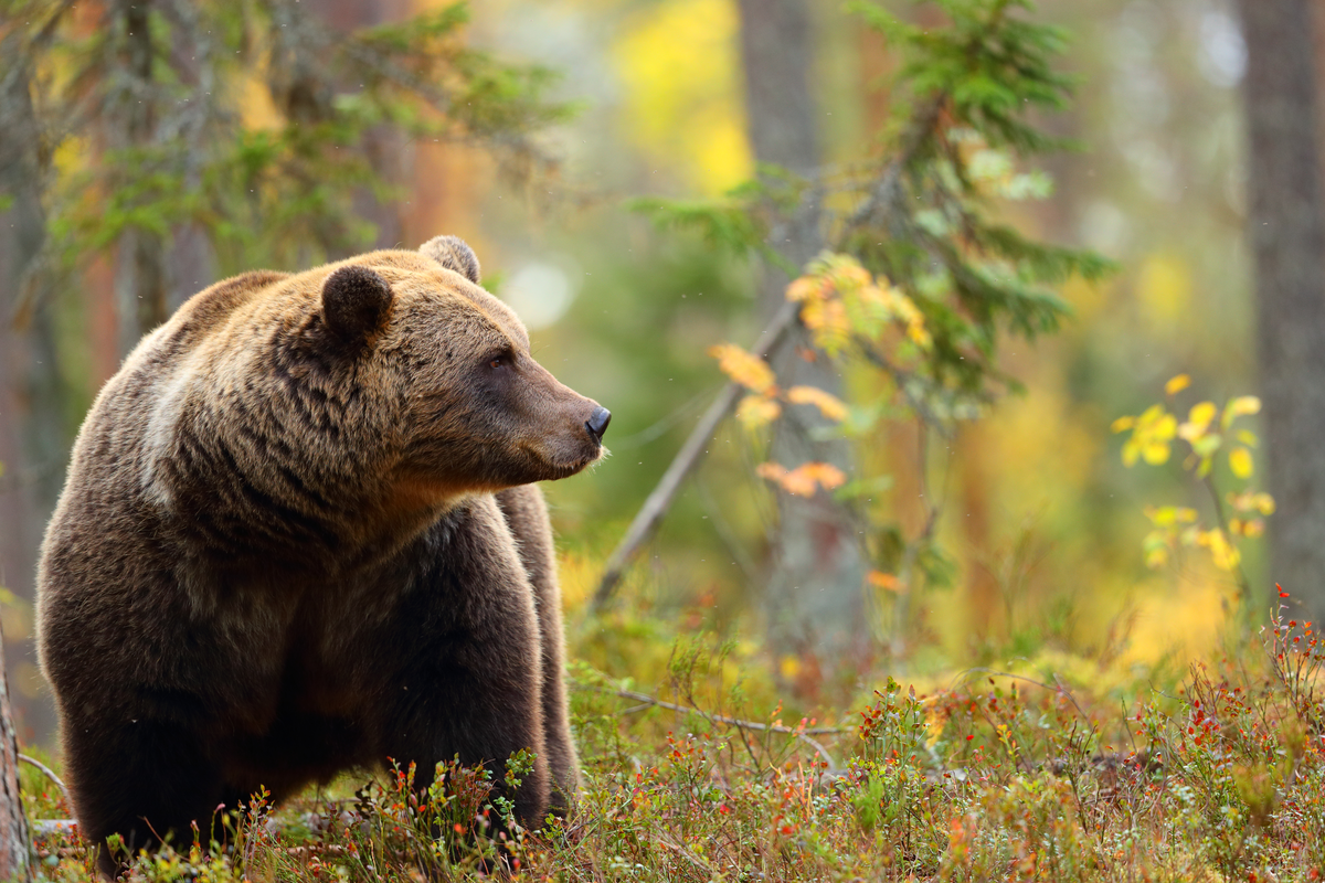 Ein Braunbär im Wald - Wildtiere in Europa