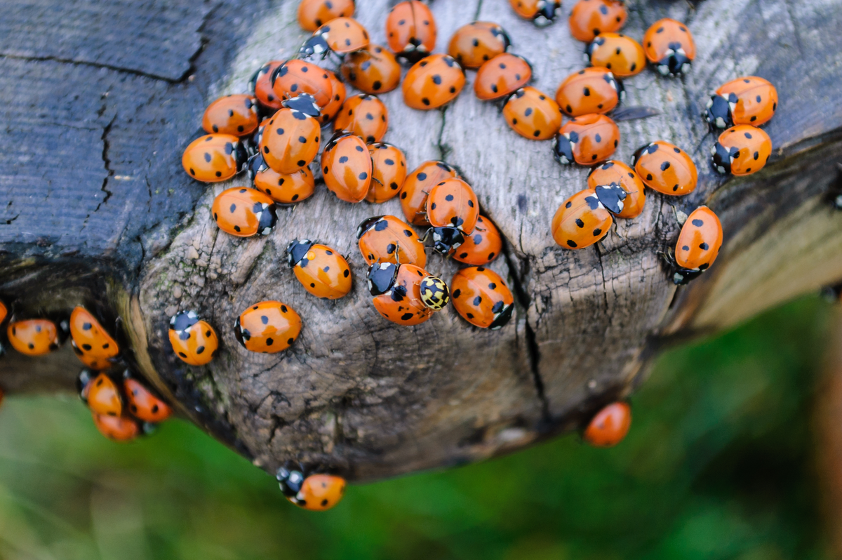 Eine Marienkäfer Plage - Insekten in Europa