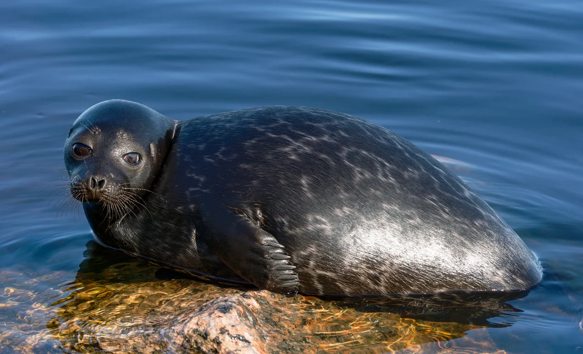 Eisbär Nahrung - Ringelrobbe - Wildtiere in Europa