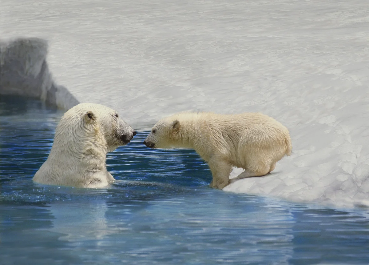 Eisbär Nahrung - Wildtiere in Europa
