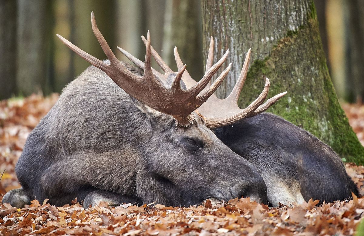 Elch Emil - von der Autobahn in den Nationalpark