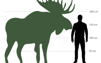 🦌 Der Elch im Größenvergleich